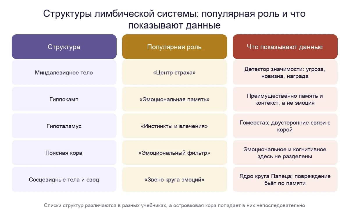Структуры лимбической системы: популярная роль и что показывают данные