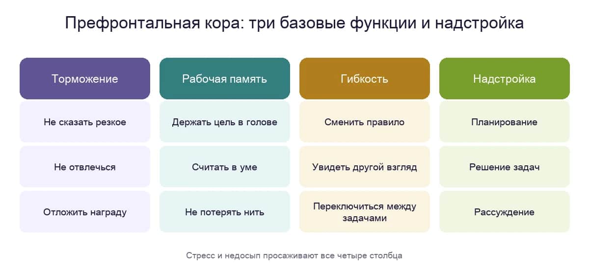 Что делает префронтальная кора: торможение, рабочая память, гибкость и надстройка