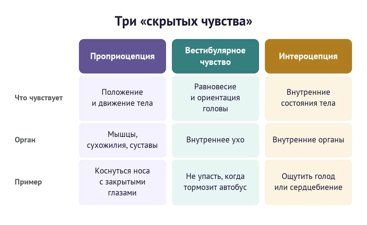 Три «скрытых чувства»: проприоцепция, вестибулярное чувство и интероцепция — что чувствует каждое, какие органы задействованы и примеры
