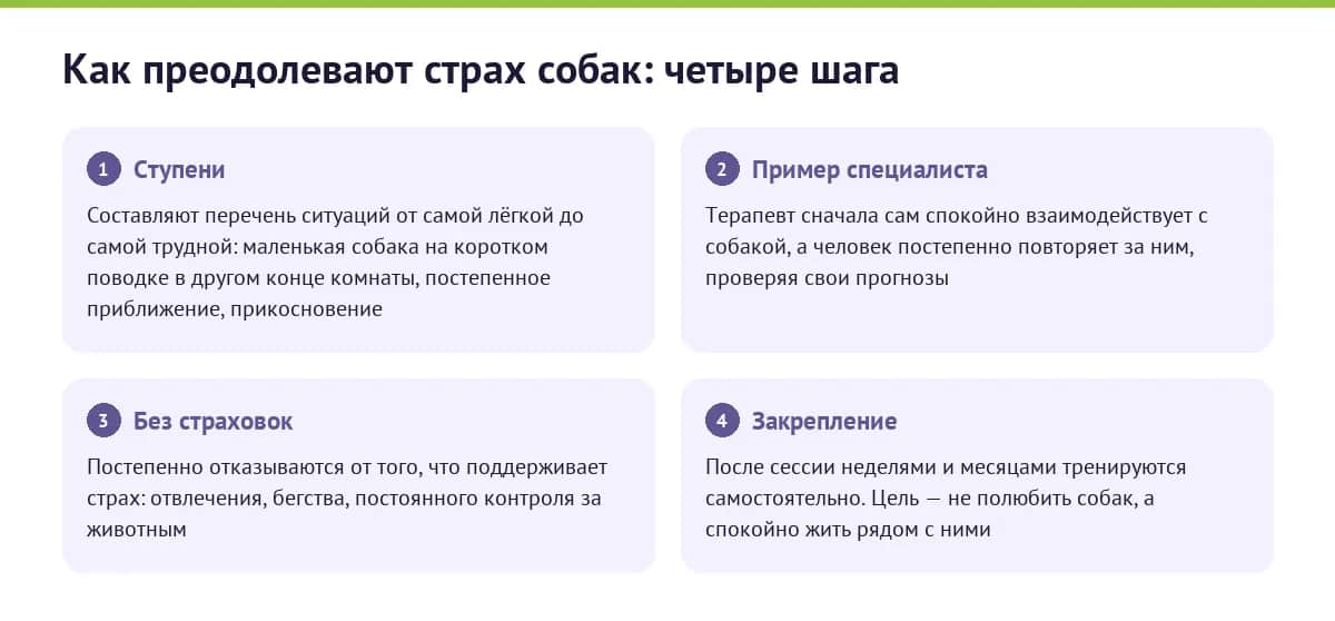 Как преодолевают страх собак: четыре шага