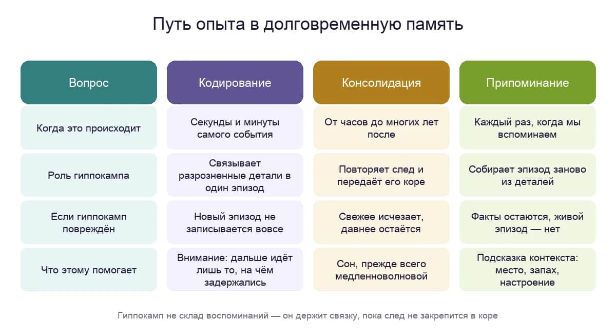 Путь опыта в долговременную память: что делает гиппокамп на этапах кодирования, консолидации и припоминания и что ломается при его повреждении