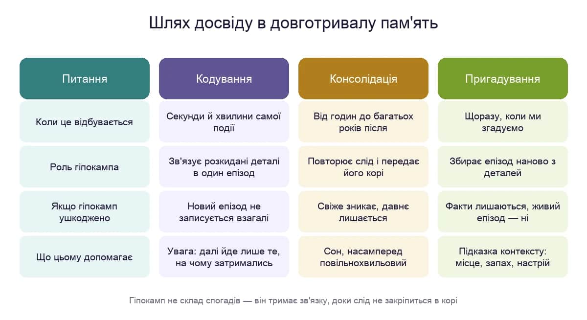 Шлях досвіду в довготривалу пам'ять: що робить гіпокамп на етапах кодування, консолідації та пригадування і що ламається при його ушкодженні