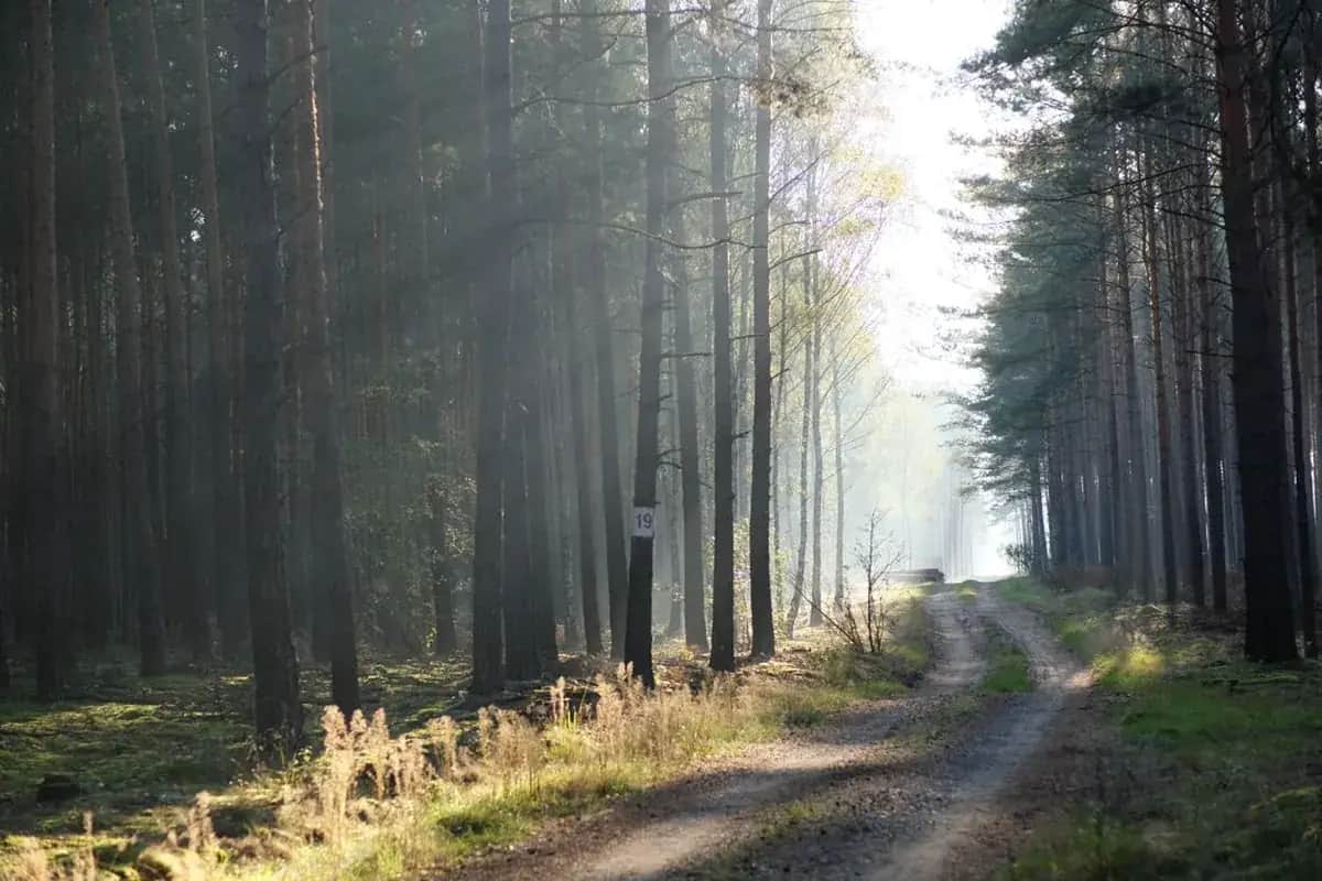 Індивідуація
