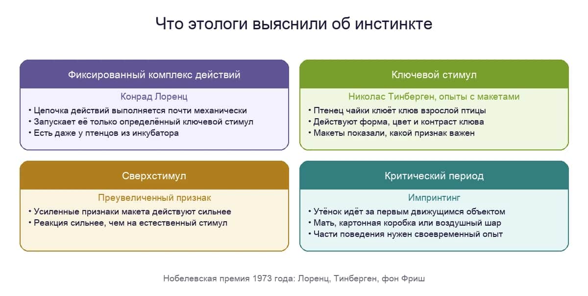 Что этологи выяснили об инстинкте: фиксированный комплекс действий, ключевой стимул, сверхстимул и критический период импринтинга