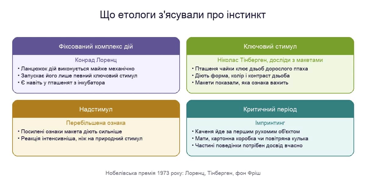 Що етологи з'ясували про інстинкт: фіксований комплекс дій, ключовий стимул, надстимул і критичний період імпринтингу