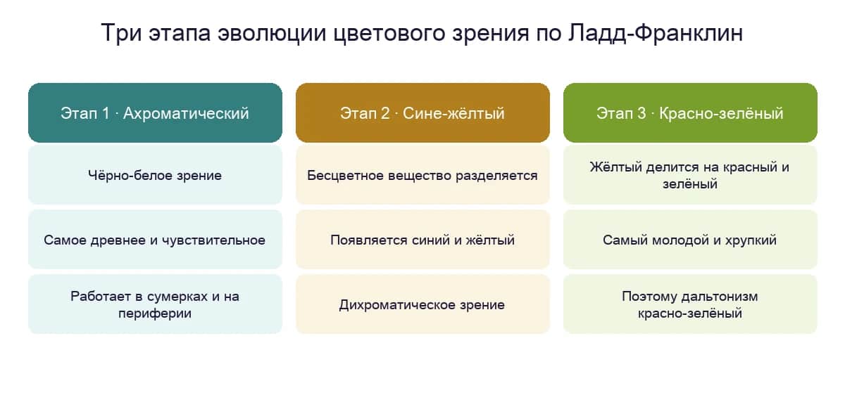 Три этапа эволюции цветового зрения по теории Ладд-Франклин: ахроматический, сине-жёлтый и красно-зелёный