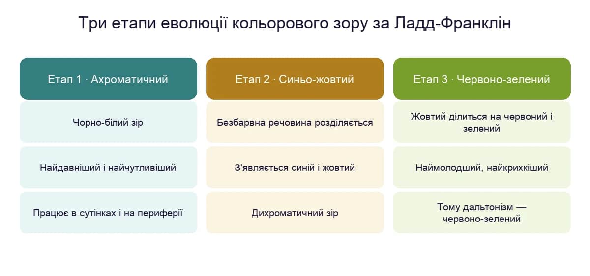 Три етапи еволюції кольорового зору за теорією Ладд-Франклін: ахроматичний, синьо-жовтий і червоно-зелений