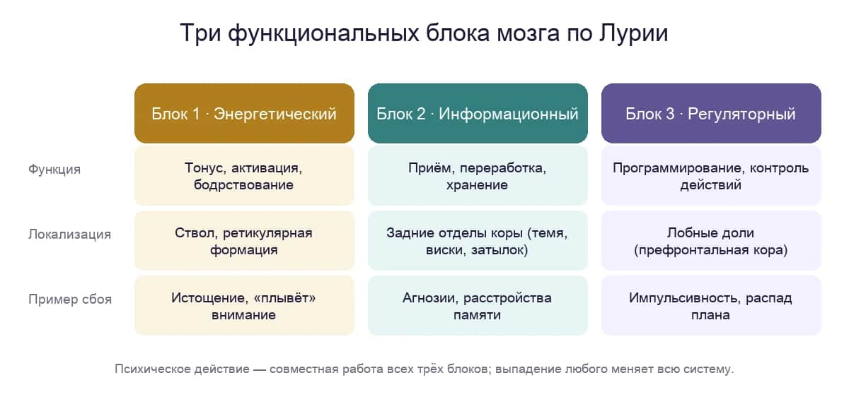 Три функциональных блока мозга по Лурии: энергетический, информационный и регуляторный