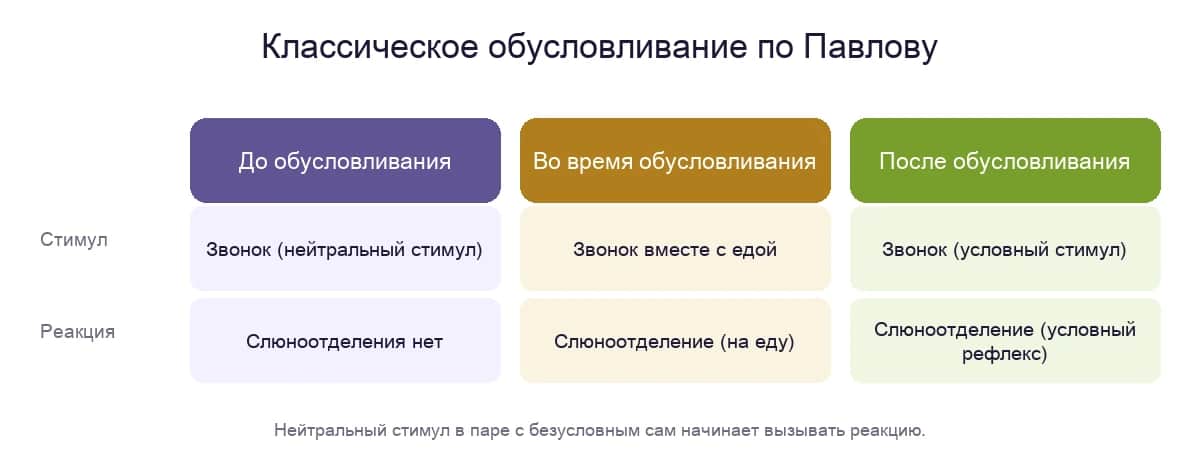 Схема классического обусловливания Павлова: безусловный и условный рефлекс