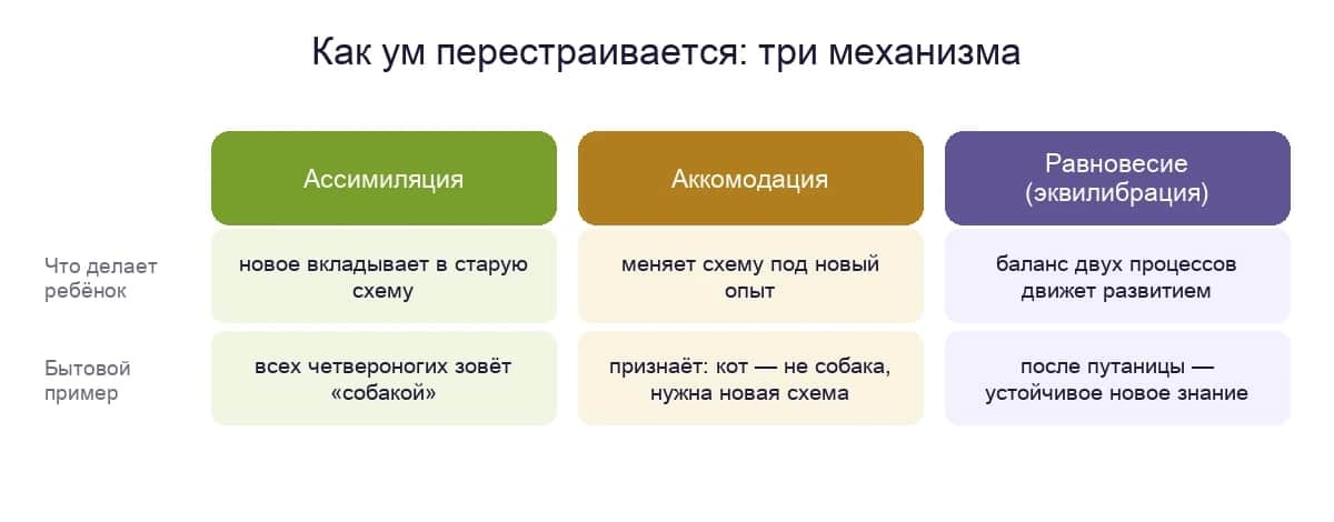 Три механизма адаптации по Пиаже: ассимиляция, аккомодация, равновесие