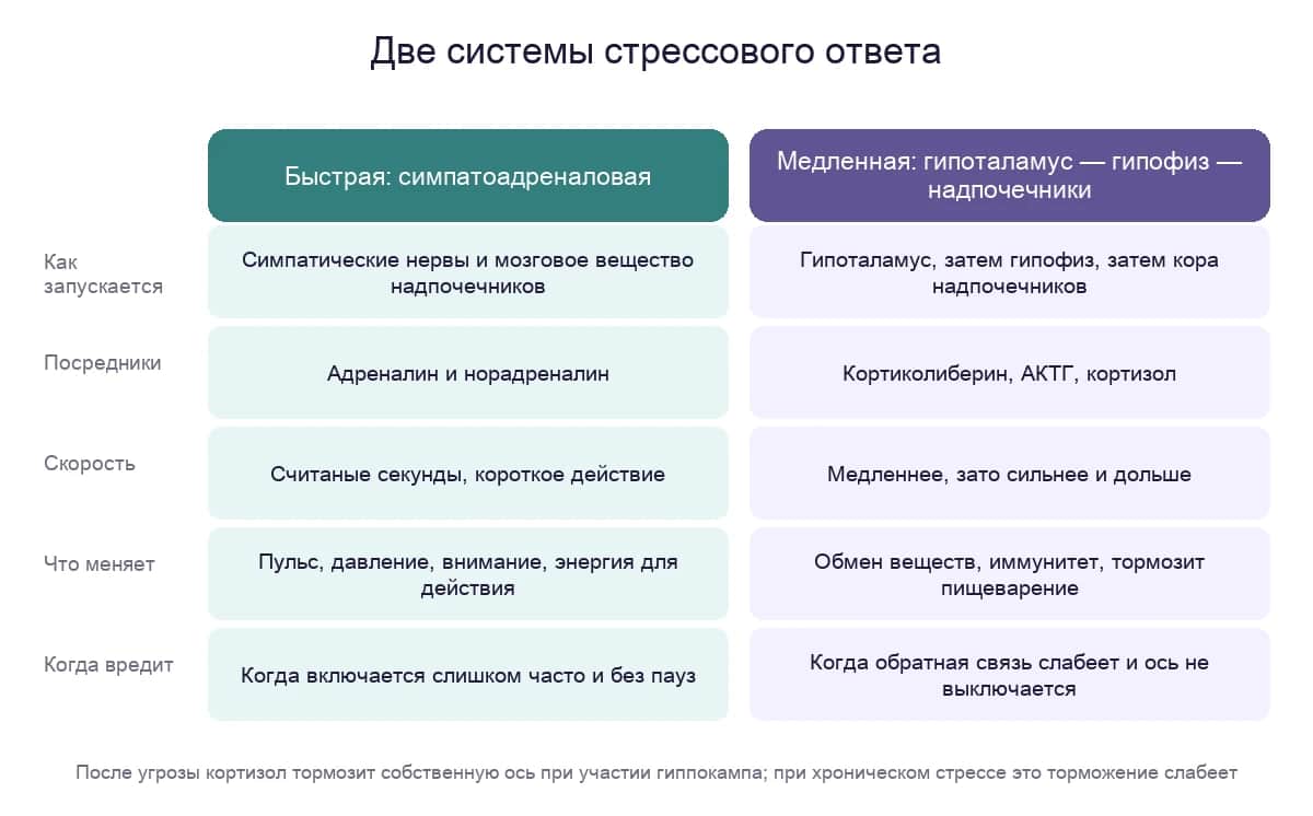 Две системы стрессового ответа: быстрая симпатоадреналовая и более медленная ось гипоталамус — гипофиз — надпочечники