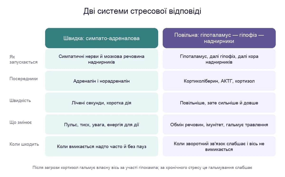 Дві системи стресової відповіді: швидка симпато-адреналова і повільніша вісь гіпоталамус — гіпофіз — наднирники