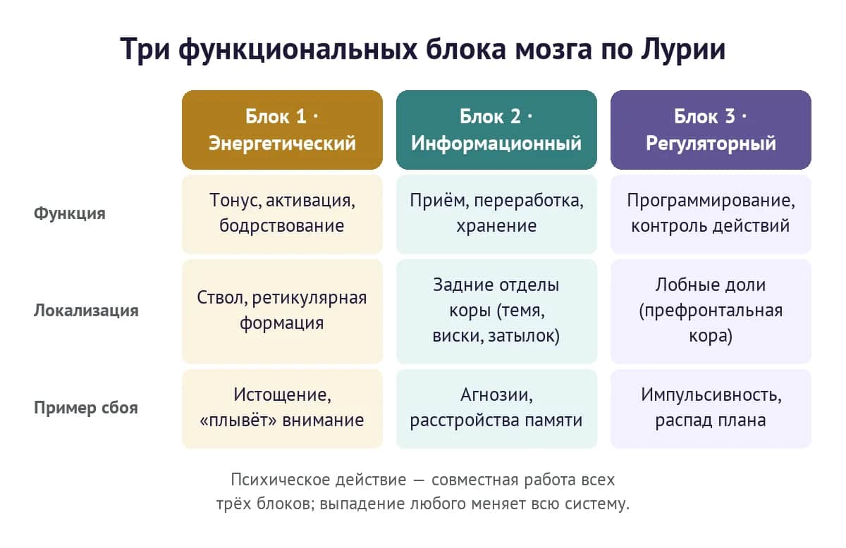 Три функциональных блока мозга по Лурии: энергетический, информационный и регуляторный