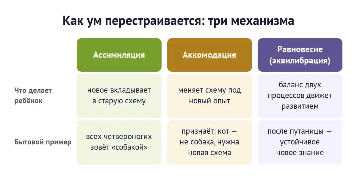 Три механизма адаптации по Пиаже: ассимиляция, аккомодация, равновесие