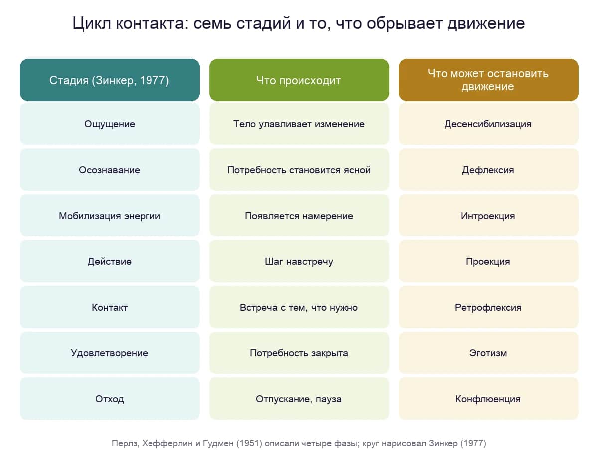 Цикл контакта: семь стадий по Зинкеру и механизм, обрывающий движение на каждой из них